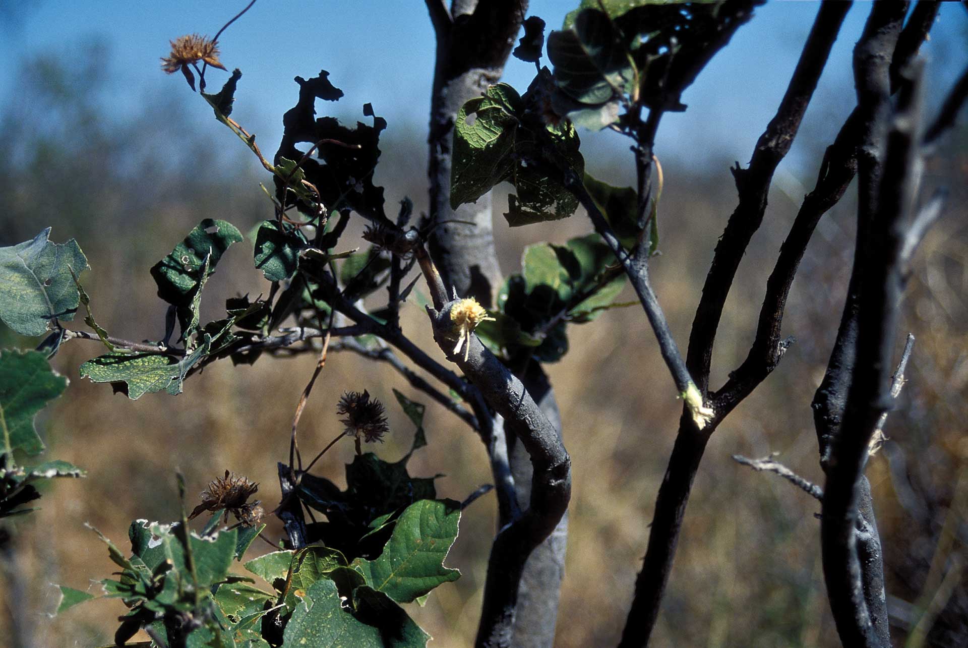 brush sticks bushes twigs outdoors africa safari