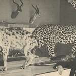 Roy Weatherby Velocity Web