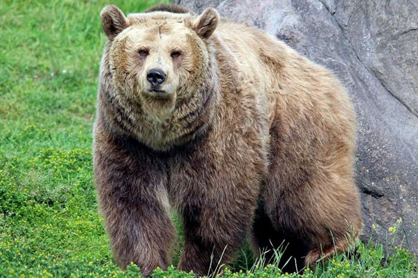 Grizzly Bear Shot and Killed Near Choteau, Montana