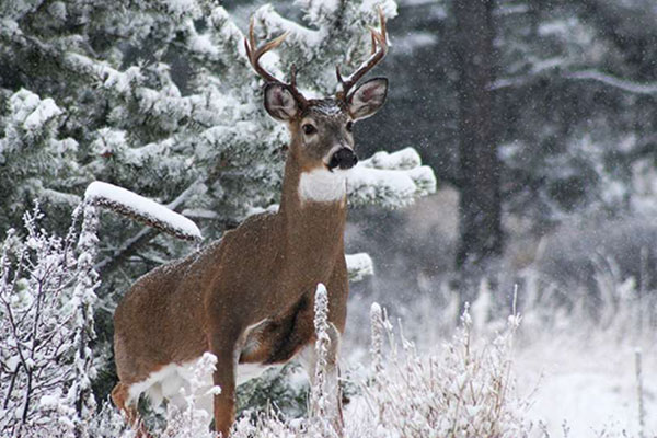 5 Worst Places to Deer Hunt in the Late Season