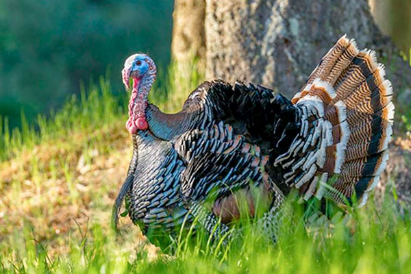 How to Analyze Turkey Season for the Perfect Strategy