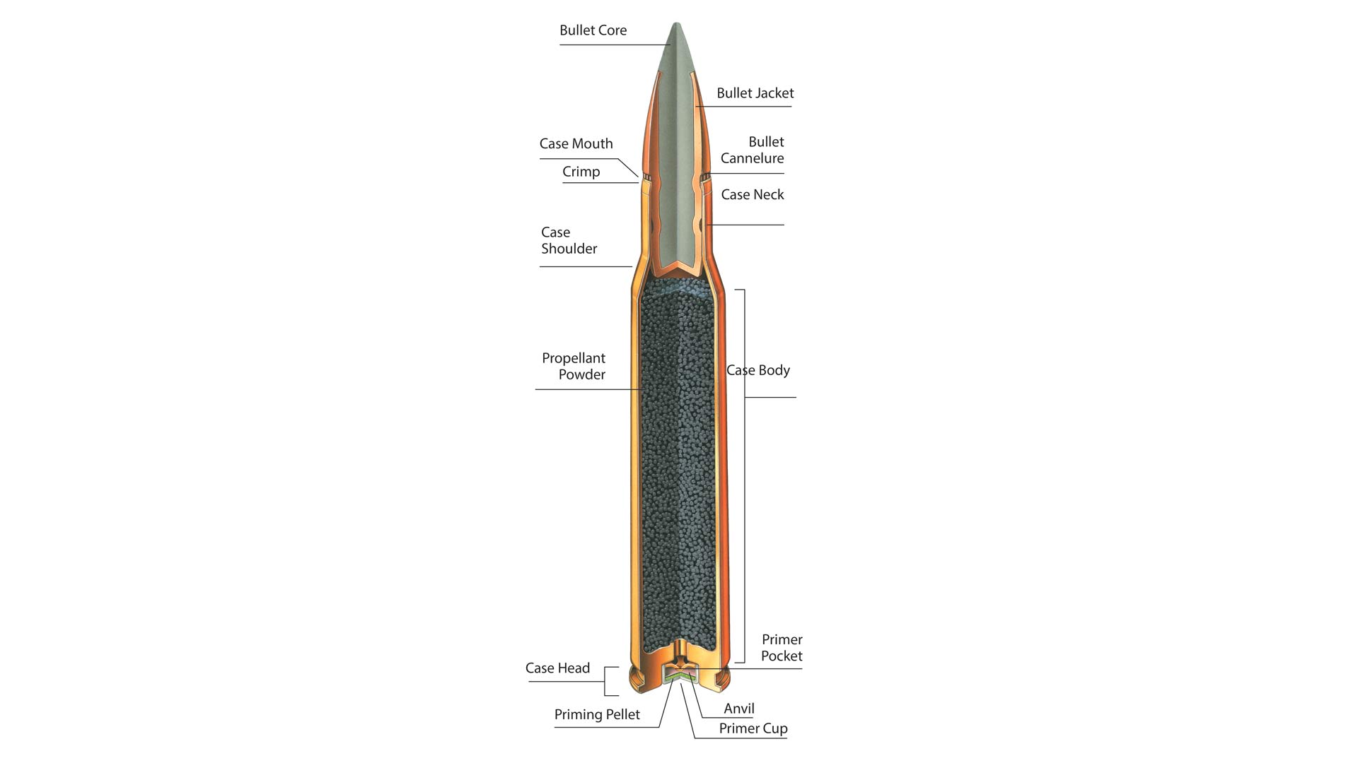 Sectioned view of a rifle cartridge with nomenclature text on image explaining parts powder, bullet, case, core, shoulder, primer, anvil, case head, primer pocket, case mouth, case body, cannelure