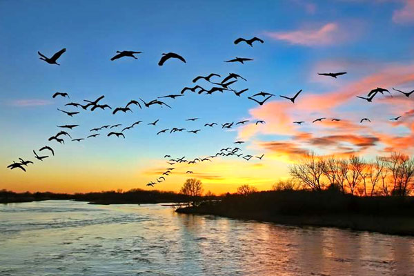 Ducks Unlimited to Rejuvenate Nesting Habitat in Nebraska