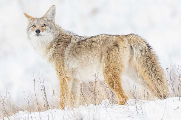 Why Weather Starts Every Conversation in Coyote Country