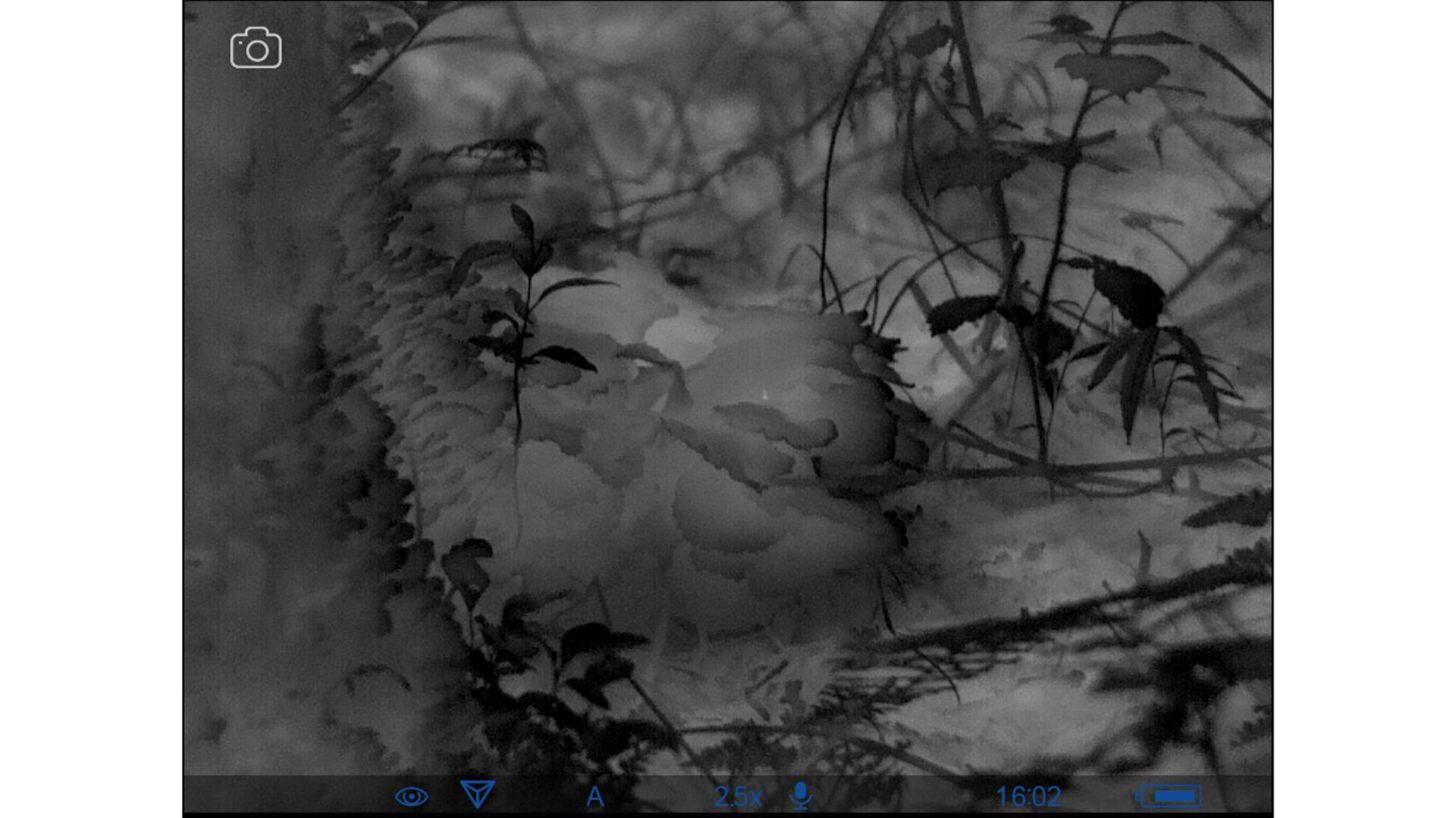 Hen of the woods mushroom screenshot thermal imaging black white