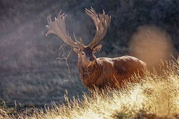 The Stag and the Modern Dilemma