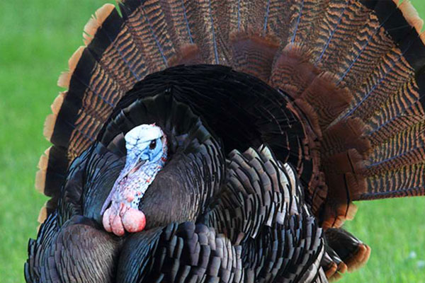 6 Strategies for Hunting Silent Gobblers
