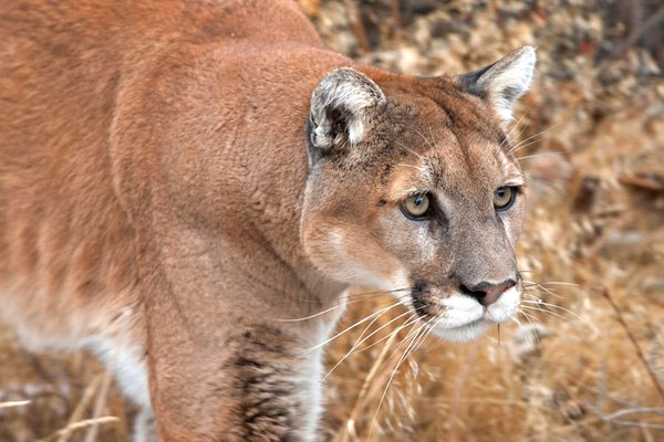 NRA-HLF: Colorado Voters to Decide Fate of Proposed Cat Hunting Ban on Nov. 5