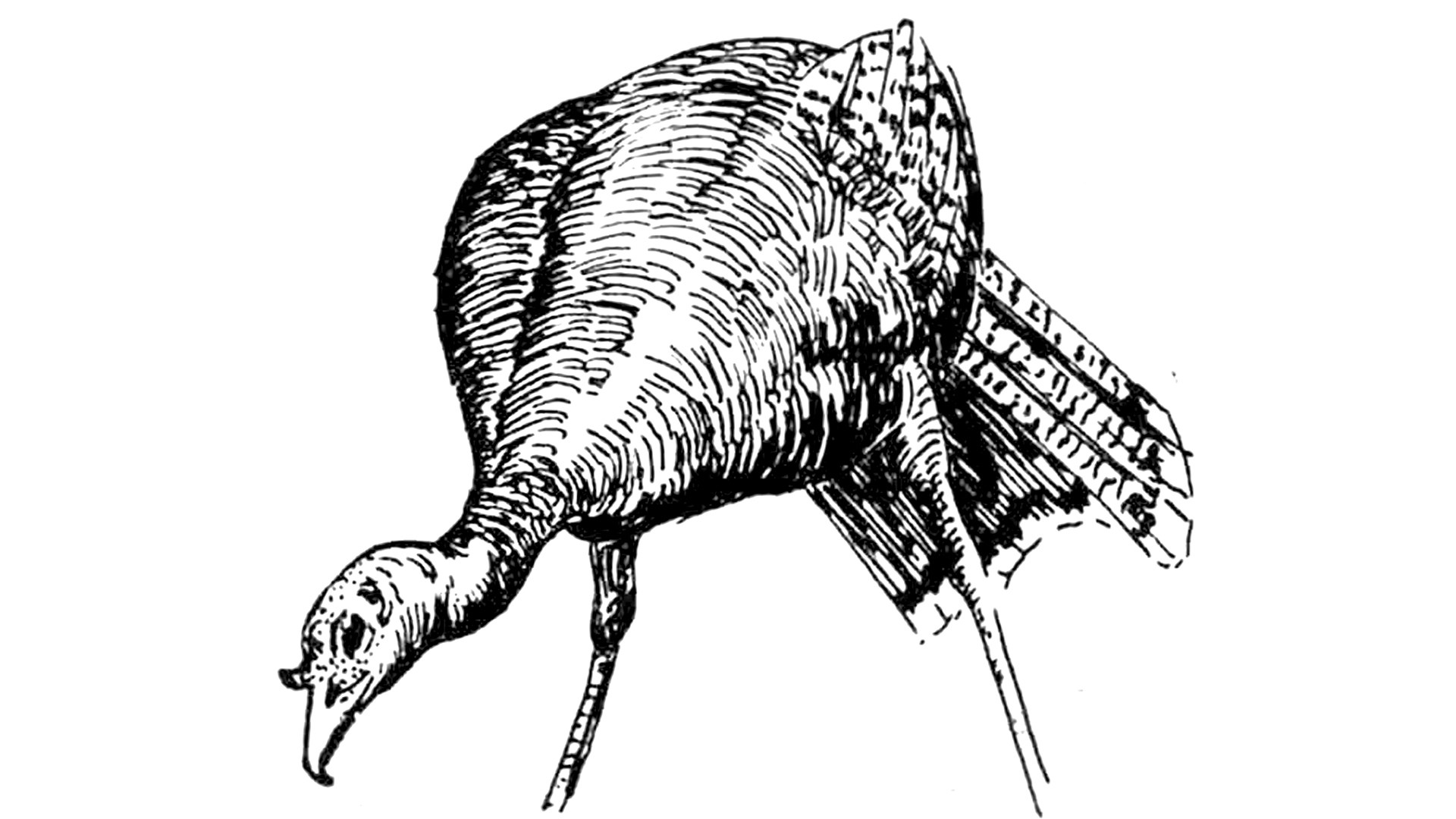 drawing of eastern wild turkey bent over feading black white