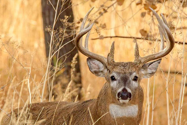 18 Places Pressured Bucks Find Sanctuary