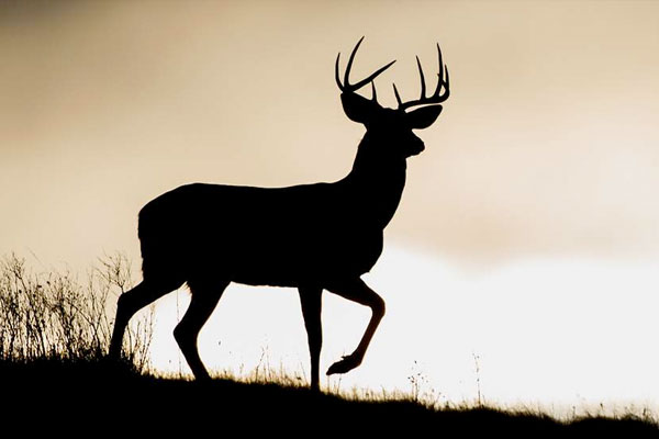 Q&A With a Whitetail Fanatic