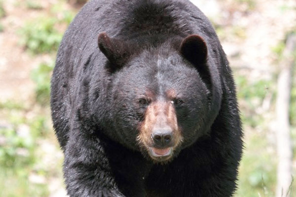 N.J. Gov. Murphy Permanently Reinstates Bear Hunt to Cut Species' Populations