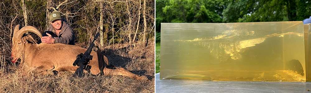 200-pound aoudad