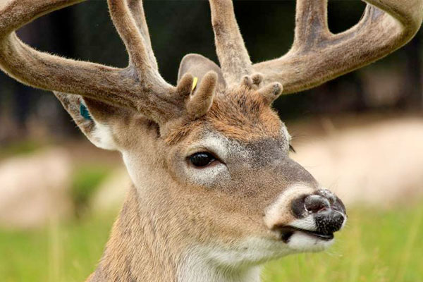 Tips for Hunting Early-Season Bucks