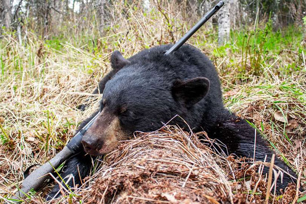Top 5 Affordable North American Big-Game Hunts