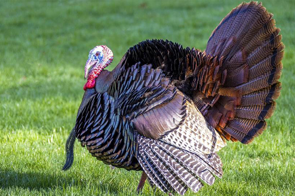 Decoying Gobblers: The Top 4 Questions Answered