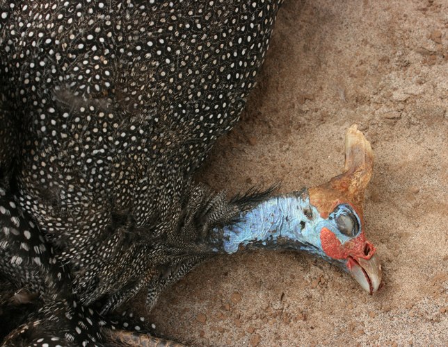 THE HELMETED GUINEA FOWL