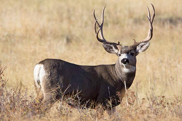 How to Field Judge a Mule Deer in 30 Seconds