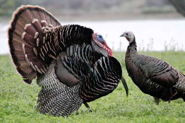 Rebates Galore for Turkey Hunters
