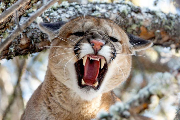 Nebraska: A Mountain Lion on the Eighth Green