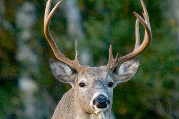 Early-Season Whitetail Plays