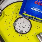 CCI Ammo