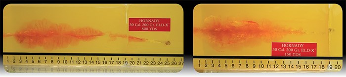Ballistics gel test comparing Hornady ELD-X ammunition with ruller showing bullet upset and travel distance and trajectory