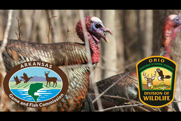 Young Turkey Hunters Post Big Numbers