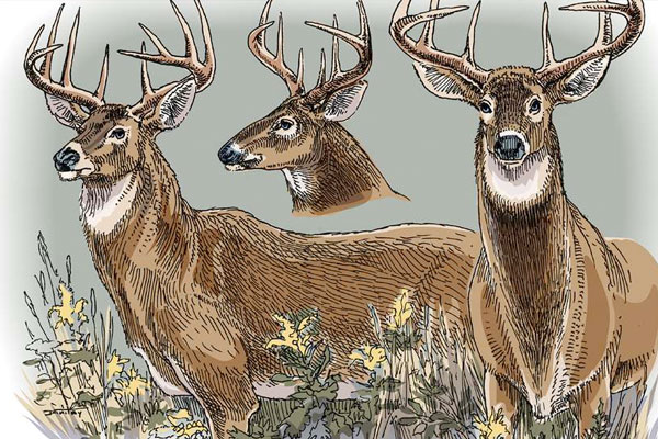 How to Age Deer on the Hoof