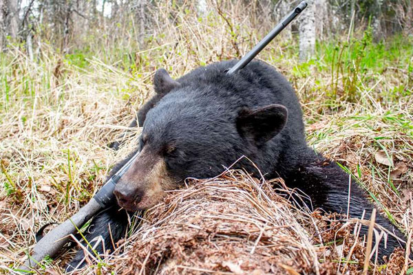 Top 5 Affordable North American Big-Game Hunts