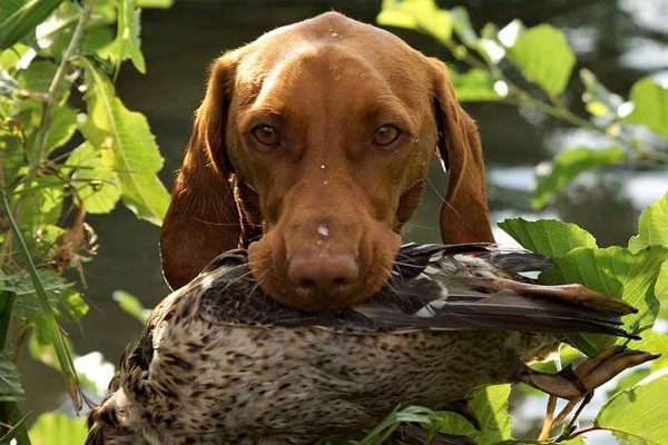 Sportsmen's Alliance Files Motion to Halt CDC Dog Rule