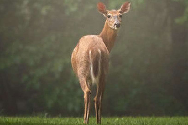 Maryland Hunters Record 84,201 Deer for 2024-2025 Season
