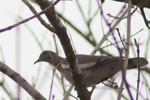 Waiting In the Wings: 6 Critical Dove-Hunting Facts