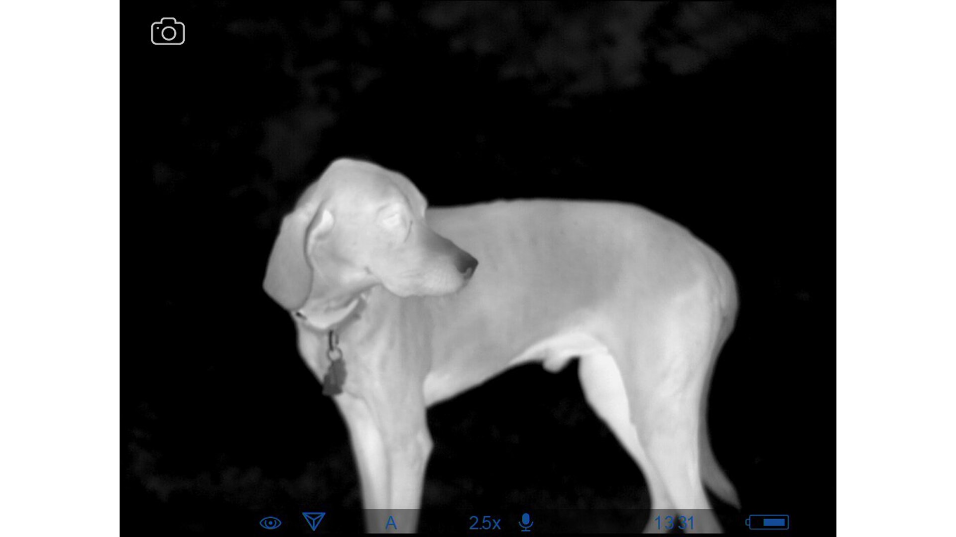 Thermal Imaging screenshot of dog white hot black background