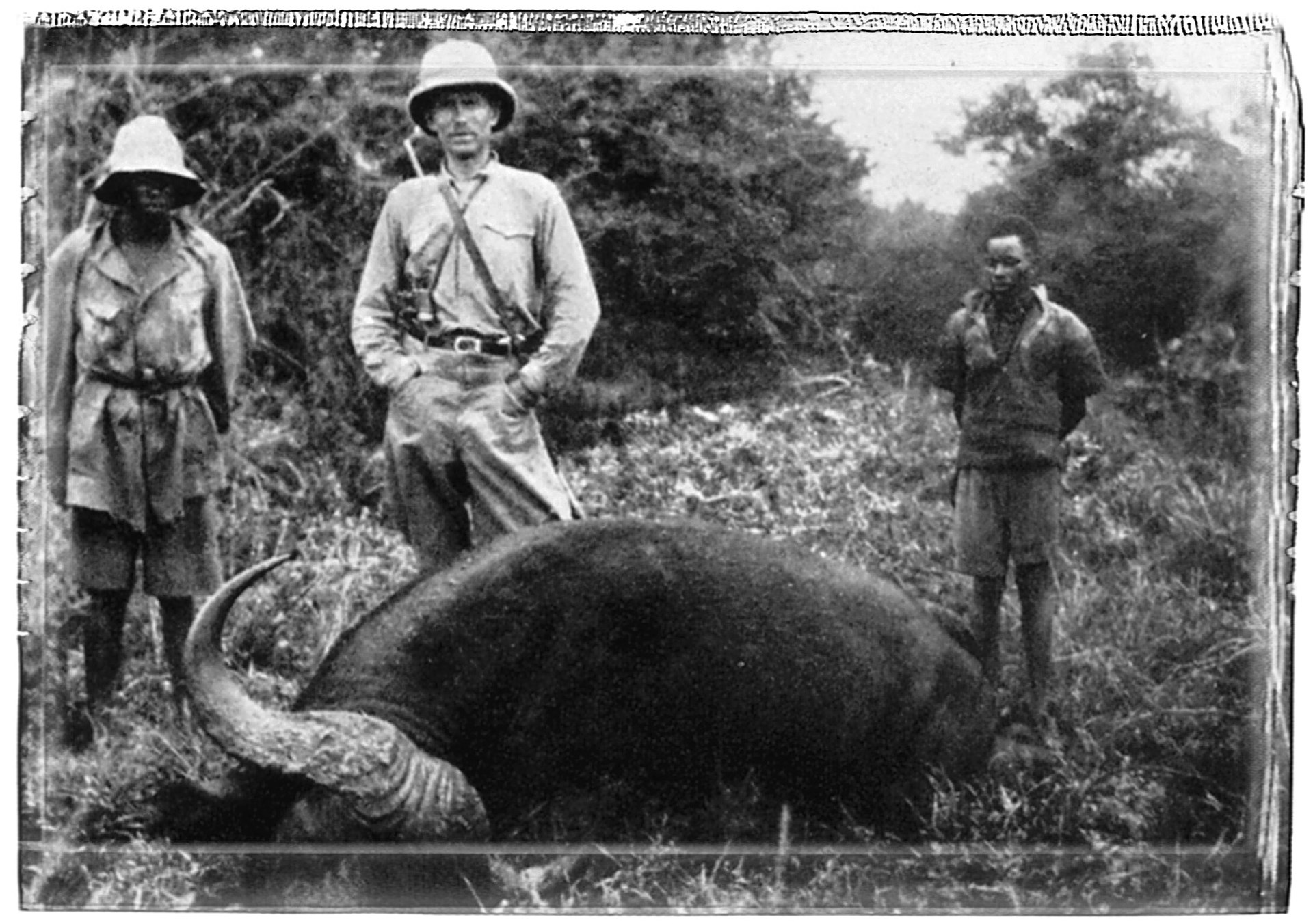 vintage plate photograph with professional hunter guns guides and water buffalo black death africa dangerous game