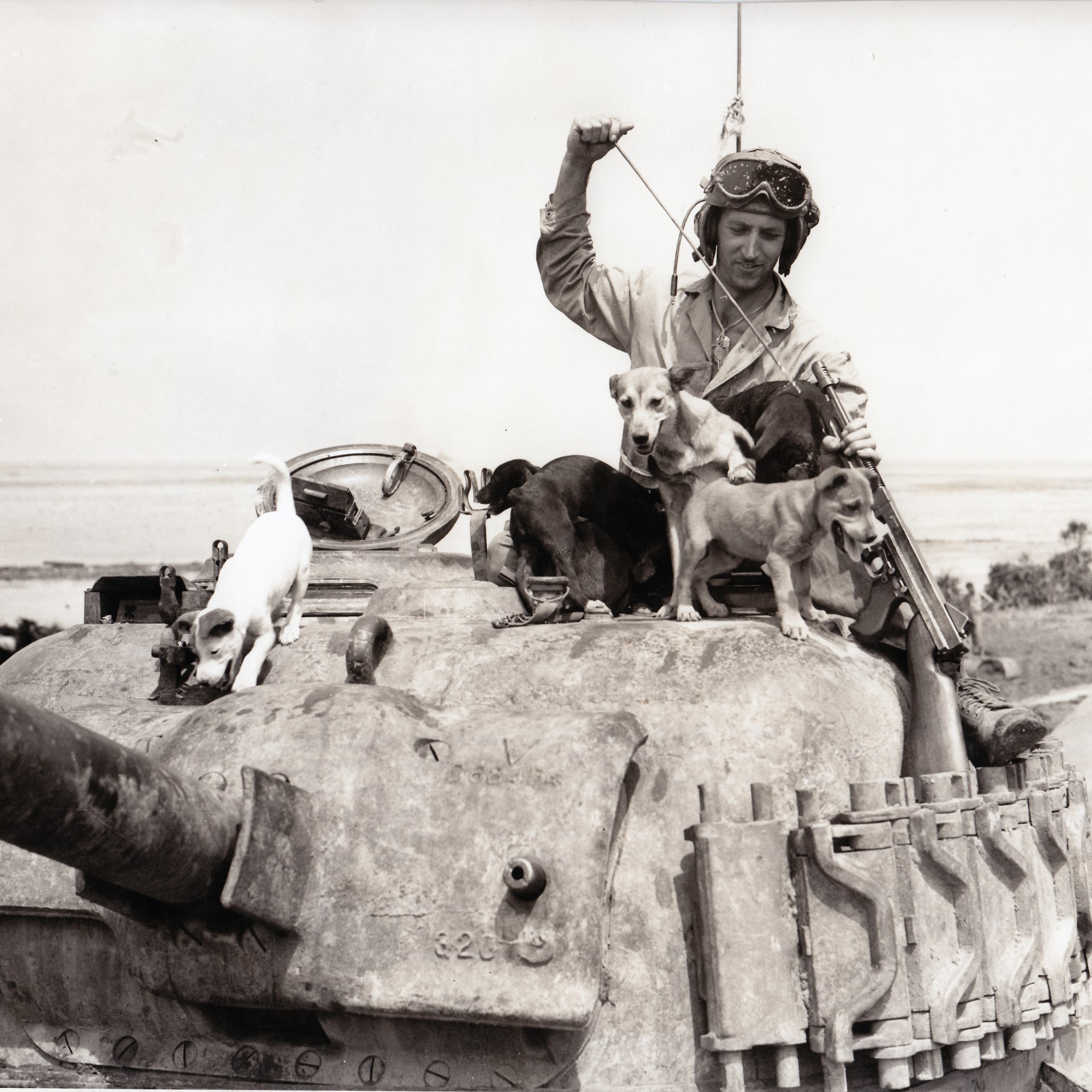 Man’s best friends aboard a Marine M4 Sherman tank on Okinawa. It is unclear if the Thompson gun is for defense against Japanese troops or the mischievous pack of pups.