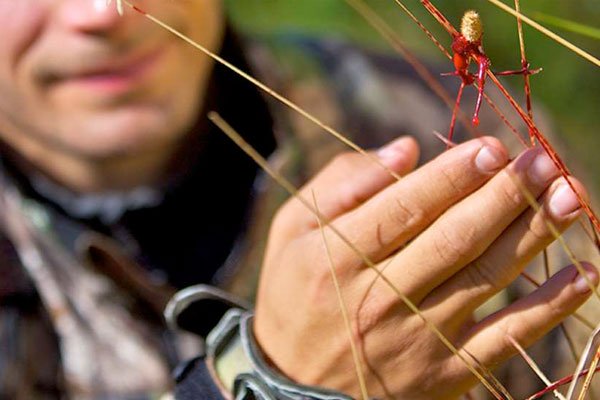 Bowhunting: How Long to Wait Before Tracking a Deer
