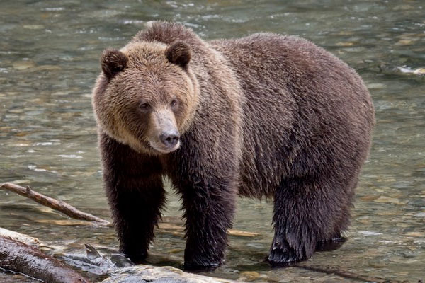 Latest Fatal Grizzly Bear Attack Underscores Need for Species' Management through Hunting