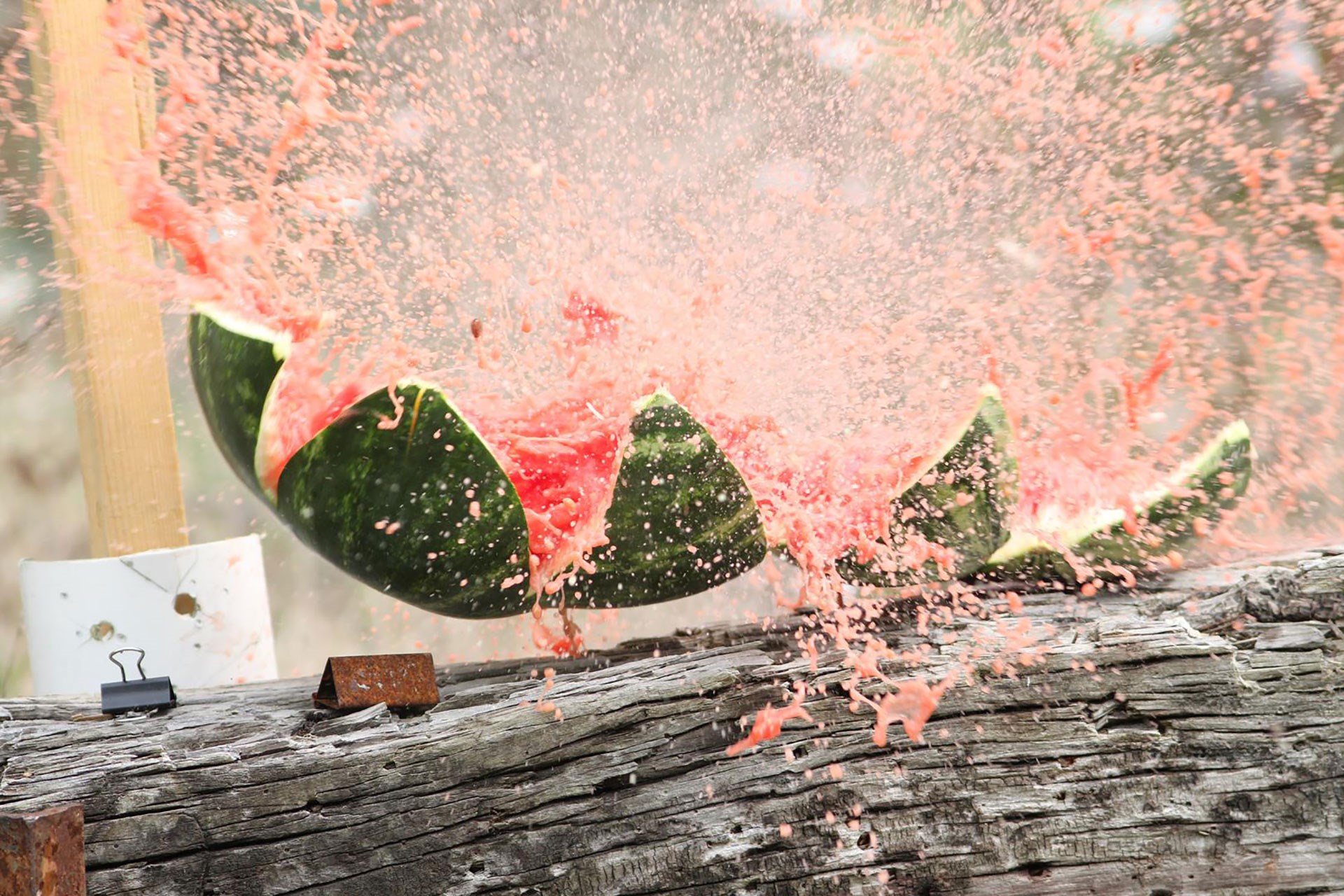 watermelon expoding with water juice split rind on wood log with paper clips nearby