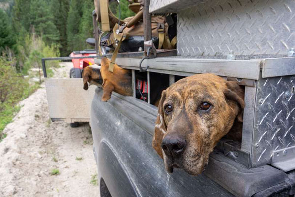 A Win for Science-Based Wildlife Management in Arizona