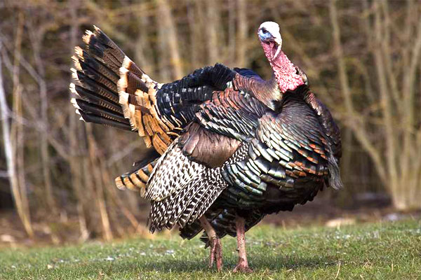 Why There's No Turkey Like the Eastern