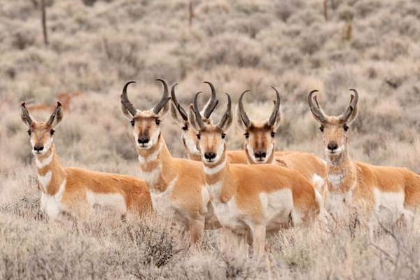 Field Judging Primer: Pronghorn