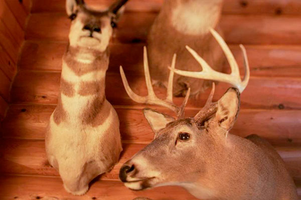 How to Protect Taxidermy from Insect Infestation