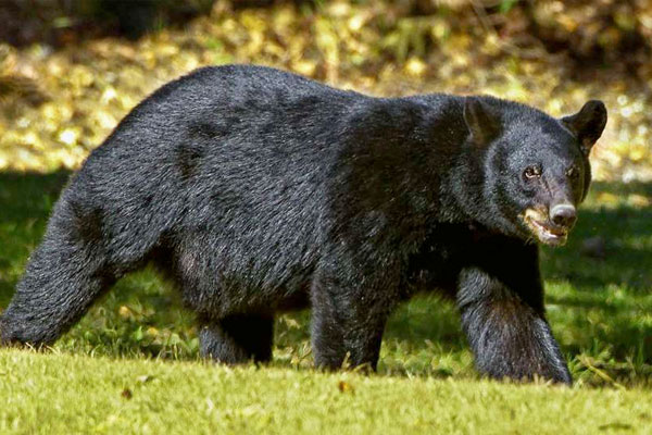 Fatal Black Bear Attack in California