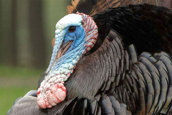 Ohio's Wild Turkey Hunting Season Results Through May 25