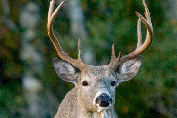 Early-Season Whitetail Plays