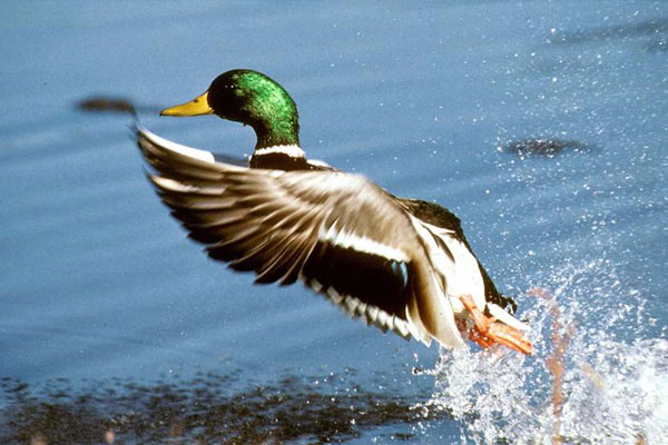California Releases Waterfowl Survey Results, Names Duck Stamp Winner