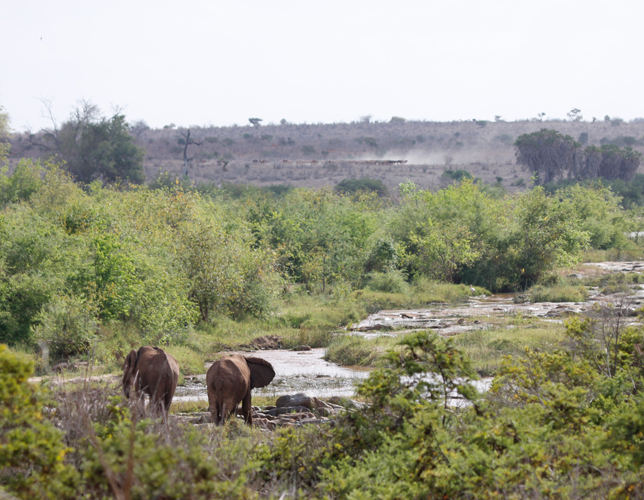 A VIEW OF THE GALANA