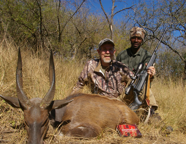 A Bushbuck Ram