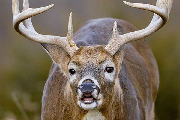 Timing the Whitetail Rut